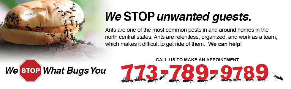 ants pest control experts chicago
