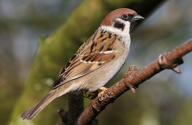 Sparrows Pest Control of Chicago